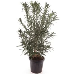 Nerium Oleander Wit - Pot Ø 40 Cm