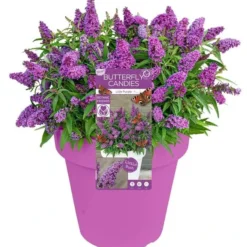 Flora Hart Verkoopwinkel 7 Buddleja Davidii Butterfly Candy Little Purple - Pot 3 Ltr