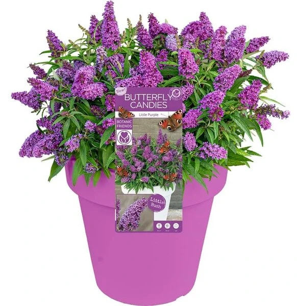 Buddleja Davidii Butterfly Candy Little Purple - Pot 3 Ltr 3 Buddleja Davidii Butterfly Candy Little Purple - Pot 3 Ltr