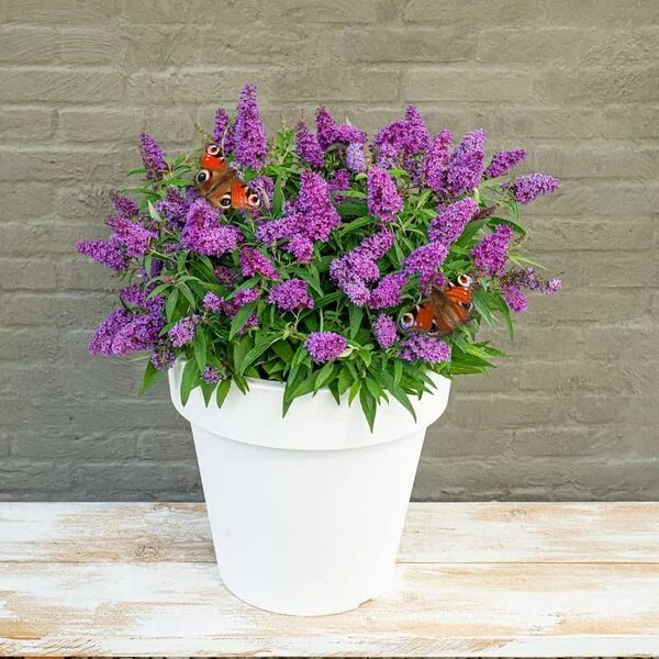 Buddleja Davidii Butterfly Candy Little Purple - Pot 3 Ltr 4 Buddleja Davidii Butterfly Candy Little Purple - Pot 3 Ltr - Afbeelding 2