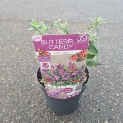 Buddleja Davidii Butterfly Candy Little Purple - Pot 3 Ltr 9 Buddleja Davidii Butterfly Candy Little Purple - Pot 3 Ltr -Flora Hart Verkoopwinkel 1980160119