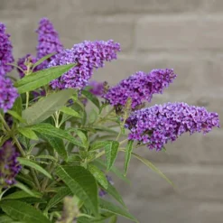 Buddleja Davidii Butterfly Candy Little Purple - Pot 3 Ltr 10 Buddleja Davidii Butterfly Candy Little Purple - Pot 3 Ltr -Flora Hart Verkoopwinkel 1980160122