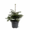 Abies Koreana - Totale Hoogte 50-60 Cm - Pot 5 Ltr 1 Abies Koreana - Totale Hoogte 50-60 Cm - Pot 5 Ltr -Flora Hart Verkoopwinkel 1980914070