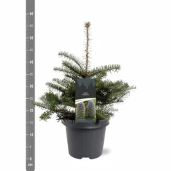 Abies Koreana - Totale Hoogte 50-60 Cm - Pot 5 Ltr -Flora Hart Verkoopwinkel 1980914076