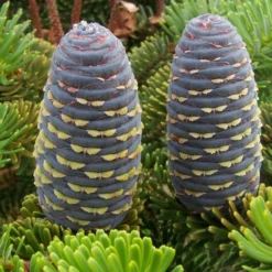 Abies Koreana - Totale Hoogte 50-60 Cm - Pot 5 Ltr -Flora Hart Verkoopwinkel 1980914079
