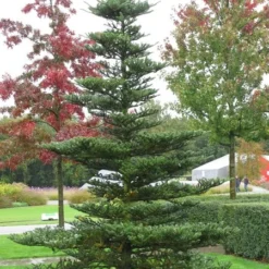 Abies Koreana - Totale Hoogte 50-60 Cm - Pot 5 Ltr -Flora Hart Verkoopwinkel 1980914082