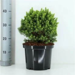 Picea Glauca Alberta Globe - Pot 5 Ltr -Flora Hart Verkoopwinkel 1980914214