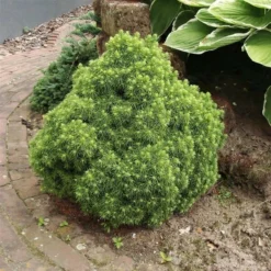 Picea Glauca Alberta Globe - Pot 5 Ltr -Flora Hart Verkoopwinkel 1980914217