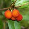 Arbutus Unedo - Totale Hoogte 60-80 Cm - Pot 8,4 Ltr -Flora Hart Verkoopwinkel 1981865634