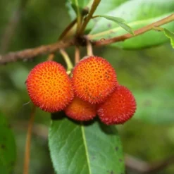 Arbutus Unedo - Totale Hoogte 60-80 Cm - Pot 8,4 Ltr