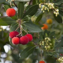 Arbutus Unedo - Totale Hoogte 60-80 Cm - Pot 8,4 Ltr -Flora Hart Verkoopwinkel 1981865640