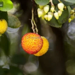 Arbutus Unedo - Totale Hoogte 60-80 Cm - Pot 8,4 Ltr -Flora Hart Verkoopwinkel 1981865643