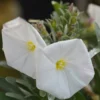 Convolvulus Cneorum - Totale Hoogte 35-45 - Pot Ø 22 Cm -Flora Hart Verkoopwinkel 1981920153