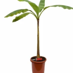 Flora Hart Verkoopwinkel 5 Musa Basjoo - Pot Ø 30 Cm