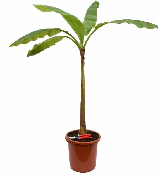 Musa Basjoo - Pot Ø 30 Cm 3 Musa Basjoo - Pot Ø 30 Cm