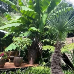 Flora Hart Verkoopwinkel -Flora Hart Verkoopwinkel 1982085159