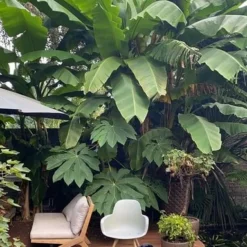 Musa Basjoo - Pot Ø 30 Cm 9 Musa Basjoo - Pot Ø 30 Cm -Flora Hart Verkoopwinkel 1982085162