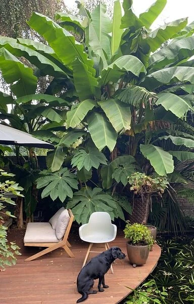 Musa Basjoo - Pot Ø 30 Cm 5 Musa Basjoo - Pot Ø 30 Cm - Afbeelding 3