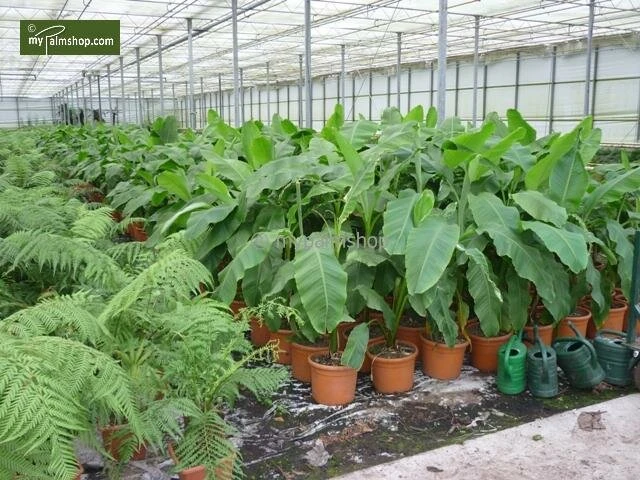 Musa Basjoo - Pot Ø 30 Cm 6 Musa Basjoo - Pot Ø 30 Cm - Afbeelding 4