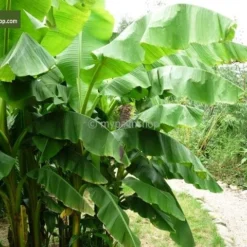 Musa Basjoo - Pot Ø 30 Cm 11 Musa Basjoo - Pot Ø 30 Cm -Flora Hart Verkoopwinkel 1982085168