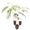 Albizia Julibrissin Set Van 3 - Pot 9 X 9 Cm -Flora Hart Verkoopwinkel 1984518063