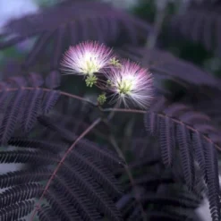 Albizia Julibrissin Set Van 3 - Pot 9 X 9 Cm -Flora Hart Verkoopwinkel 1984518069