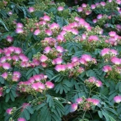 Albizia Julibrissin Set Van 3 - Pot 9 X 9 Cm -Flora Hart Verkoopwinkel 1984518072