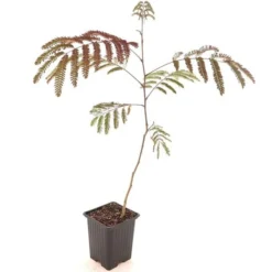 Albizia Julibrissin Set Van 3 - Pot 9 X 9 Cm -Flora Hart Verkoopwinkel 1984518078