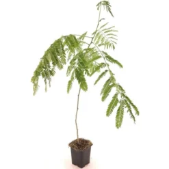 Albizia Julibrissin Set Van 3 - Pot 9 X 9 Cm -Flora Hart Verkoopwinkel 1984518084
