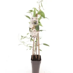 Actinidia Arguta Daddy Weiki - Pot 2 Ltr
