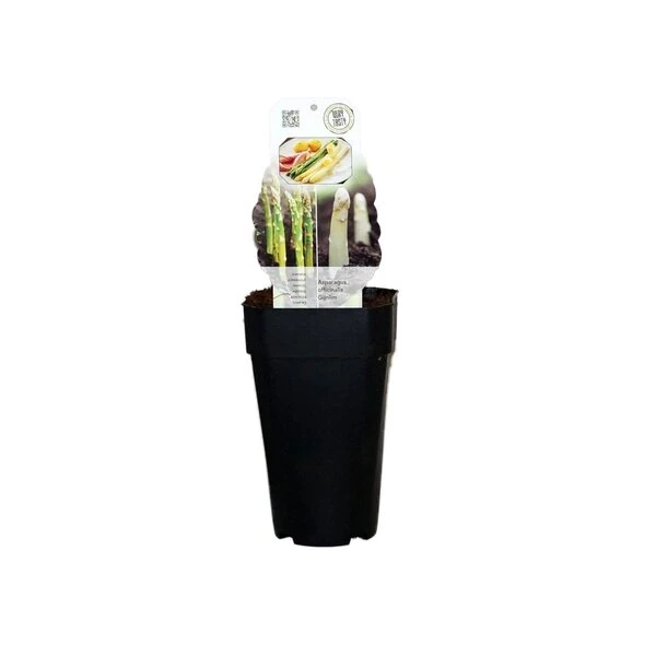Asparagus Officinalis Gijnlim - Totale Hoogte 55-65 Cm - Pot 2 Ltr 4 Asparagus Officinalis Gijnlim - Totale Hoogte 55-65 Cm - Pot 2 Ltr - Afbeelding 2