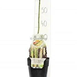 Asparagus Officinalis Gijnlim - Totale Hoogte 55-65 Cm - Pot 2 Ltr 7 Asparagus Officinalis Gijnlim - Totale Hoogte 55-65 Cm - Pot 2 Ltr -Flora Hart Verkoopwinkel 1988385228