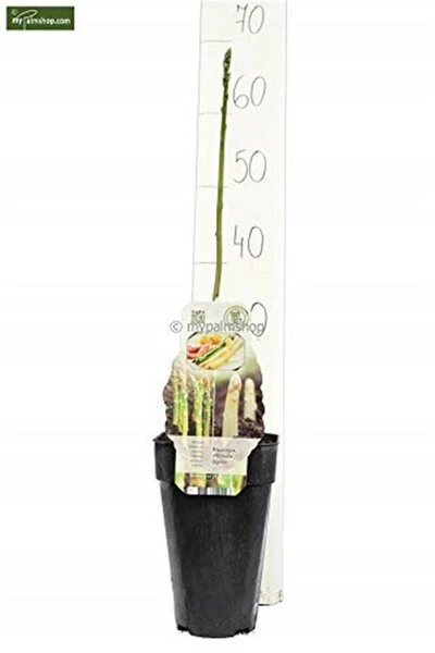 Asparagus Officinalis Gijnlim - Totale Hoogte 55-65 Cm - Pot 2 Ltr 5 Asparagus Officinalis Gijnlim - Totale Hoogte 55-65 Cm - Pot 2 Ltr - Afbeelding 3