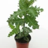 Acanthus Sennii - Pot Ø 19 Cm 1 Acanthus Sennii - Pot Ø 19 Cm -Flora Hart Verkoopwinkel 1988387307