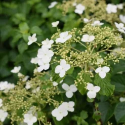 Hydrangea Anomala Var. Petiolaris 2 Ltr