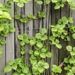 Hydrangea Anomala Var. Petiolaris 2 Ltr -Flora Hart Verkoopwinkel 1988391987