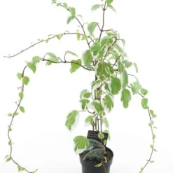 Schizophragma Hydrangeoides White Magic - Totale Hoogte 60-80 Cm - Pot Ø 17 Cm