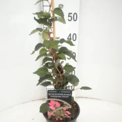 Schizophragma Hydrangeoides Roseum - Pot Ø 17 Cm