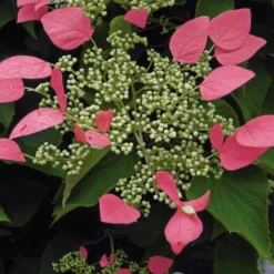 Schizophragma Hydrangeoides Roseum - Pot Ø 17 Cm -Flora Hart Verkoopwinkel 1988397882