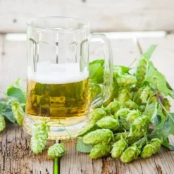 Humulus Lupulus - Totale Hoogte 20-40 Cm - Pot 2 Ltr