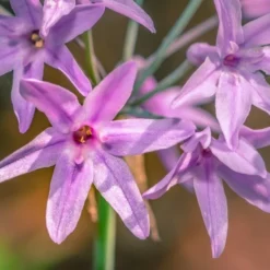 Tulbaghia Violacea - Pot Ø 22 Cm