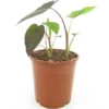 Colocasia Esculenta Madeira - Pot 11 X 11 Cm 2 Colocasia Esculenta Madeira - Pot 11 X 11 Cm -Flora Hart Verkoopwinkel 1988419287