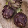 Cynara Scolymus Purple Of Romagna - Pot 2 Ltr