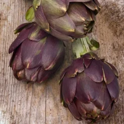 Cynara Scolymus Purple Of Romagna - Pot 2 Ltr
