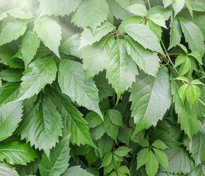 Gynostemma Pentaphyllum - Pot Ø 19 Cm 3 Gynostemma Pentaphyllum - Pot Ø 19 Cm