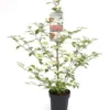Viburnum Plicatum Kilimandjaro Sunrise - Pot 3 Ltr 1 Viburnum Plicatum Kilimandjaro Sunrise - Pot 3 Ltr -Flora Hart Verkoopwinkel 1988460513