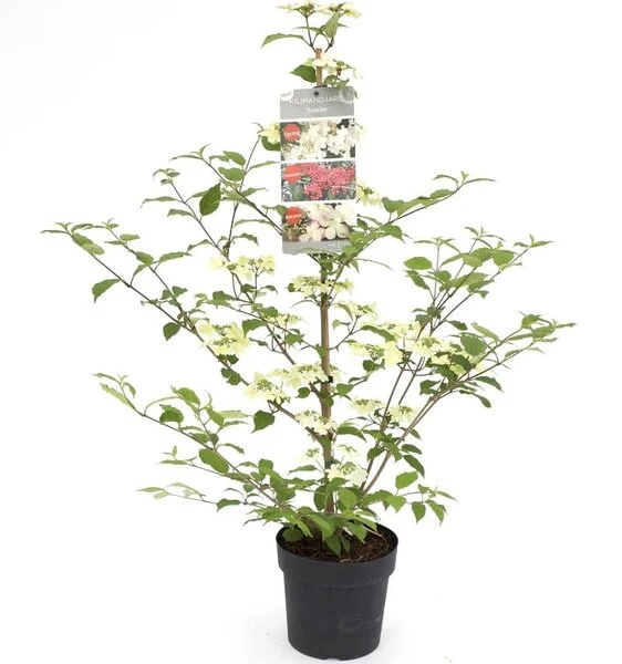 Viburnum Plicatum Kilimandjaro Sunrise - Pot 3 Ltr 3 Viburnum Plicatum Kilimandjaro Sunrise - Pot 3 Ltr