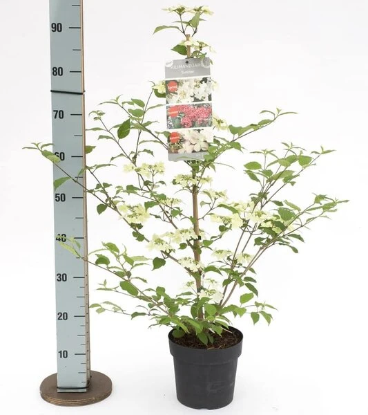Viburnum Plicatum Kilimandjaro Sunrise - Pot 3 Ltr 4 Viburnum Plicatum Kilimandjaro Sunrise - Pot 3 Ltr - Afbeelding 2