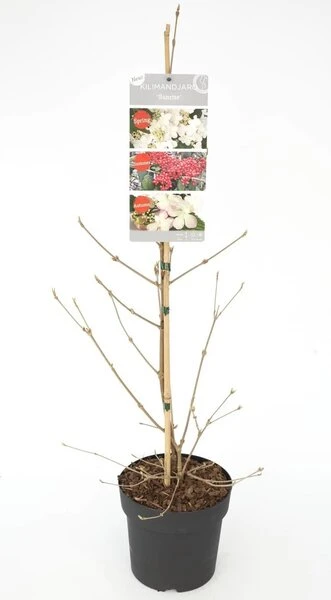 Viburnum Plicatum Kilimandjaro Sunrise - Pot 3 Ltr 5 Viburnum Plicatum Kilimandjaro Sunrise - Pot 3 Ltr - Afbeelding 3