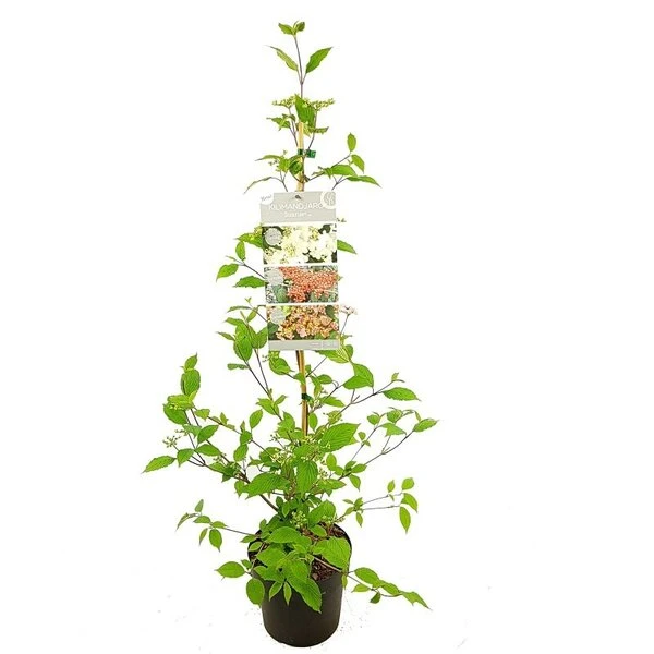 Viburnum Plicatum Kilimandjaro Sunrise - Pot 3 Ltr 6 Viburnum Plicatum Kilimandjaro Sunrise - Pot 3 Ltr - Afbeelding 4